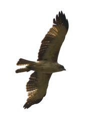 Hieraaetus morphnoides