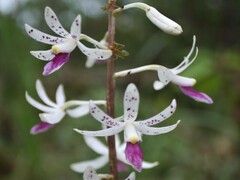 Dipodium stenocheilum