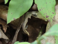 Allonemobius maculatus