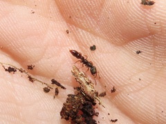 Stigmatomma pallipes