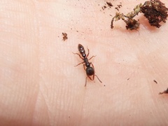 Stigmatomma pallipes