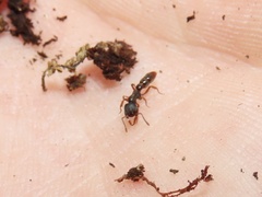 Stigmatomma pallipes