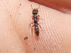 Stigmatomma pallipes