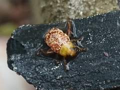 Calotheca