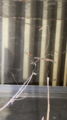 Latrodectus geometricus