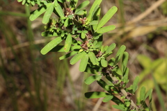 Lespedeza juncea