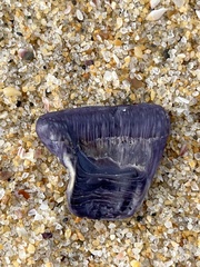 Austrobalanus imperator