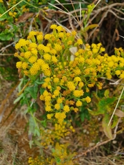 Senecio odoratus
