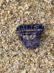 Austrobalanus imperator