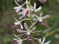 Dipodium stenocheilum