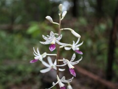 Dipodium stenocheilum