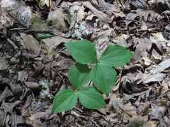 Trillium