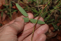 Galactia tenuiflora