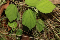 Grewia latifolia