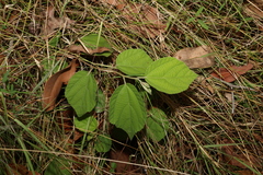 Grewia latifolia