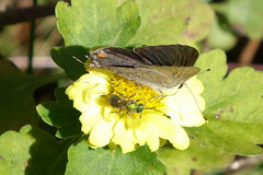 Augochlora pura