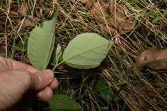 Grewia latifolia