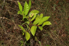 Glochidion ferdinandi