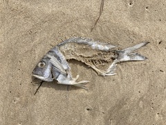 Acanthopagrus australis