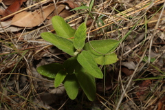 Sida hackettiana