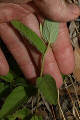 Sida hackettiana