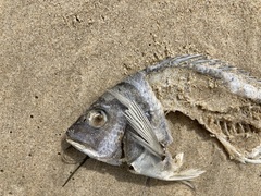 Acanthopagrus australis