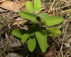 Sida hackettiana