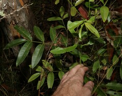 Flindersia australis