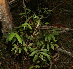 Flindersia australis