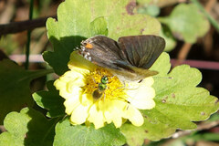 Augochlora pura
