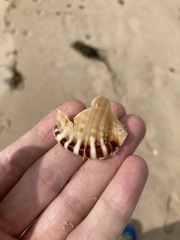 Ranella australasia