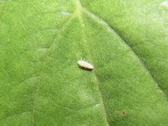 Psyllobora vigintimaculata