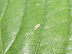 Psyllobora vigintimaculata