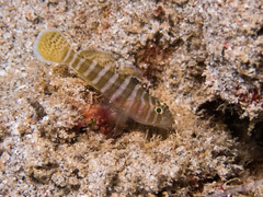 Priolepis cincta