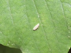 Psyllobora vigintimaculata