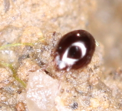 Galumnidae