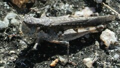Pycnostictus seriatus
