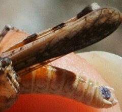 Pycnostictus seriatus
