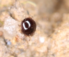 Galumnidae