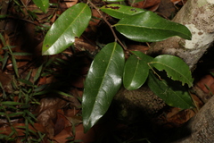 Huberantha nitidissima