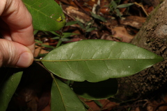 Huberantha nitidissima