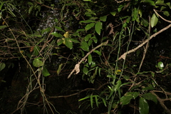 Huberantha nitidissima