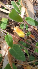 Marianthus bignoniaceus