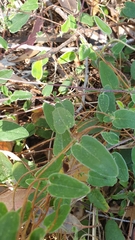 Marianthus bignoniaceus
