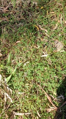 Marianthus bignoniaceus