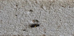 Hylaeus nubilosus