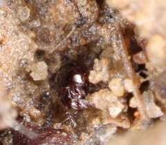 Galumnidae