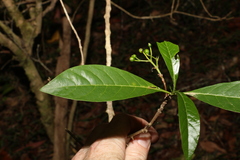 Pavetta australiensis