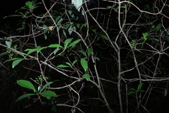 Pavetta australiensis