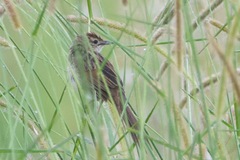 Cincloramphus timoriensis